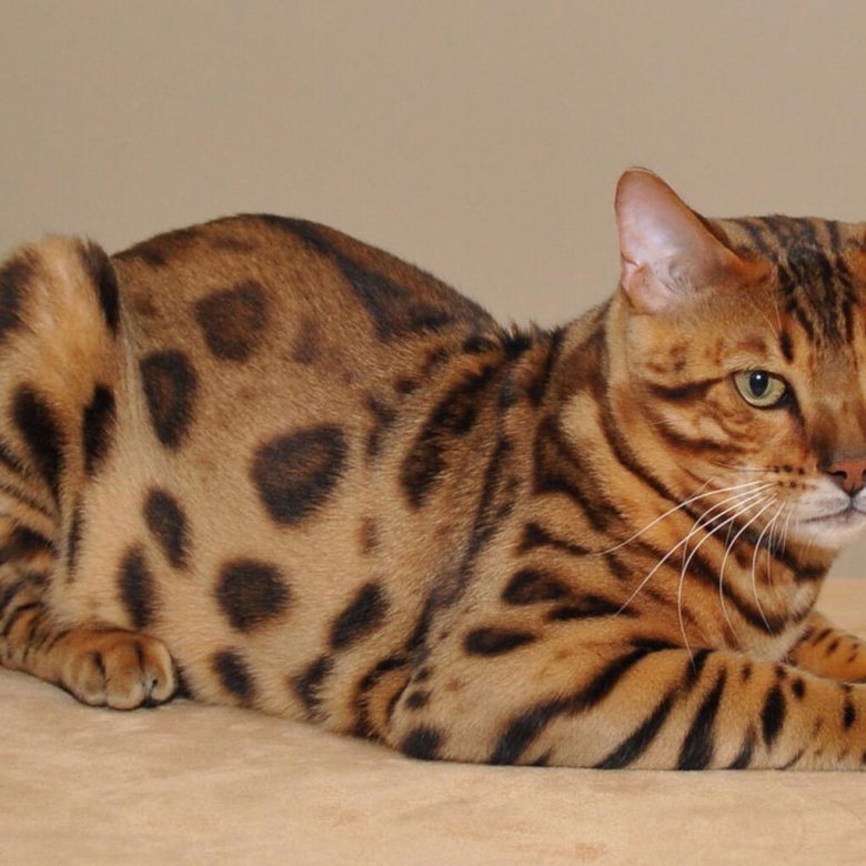 Bengal kitten receiving attentive care