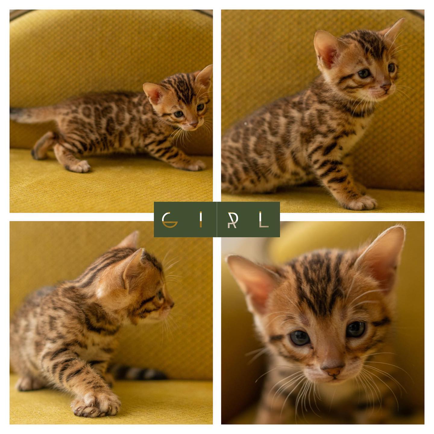 Ayla - F3 Bengal Parent