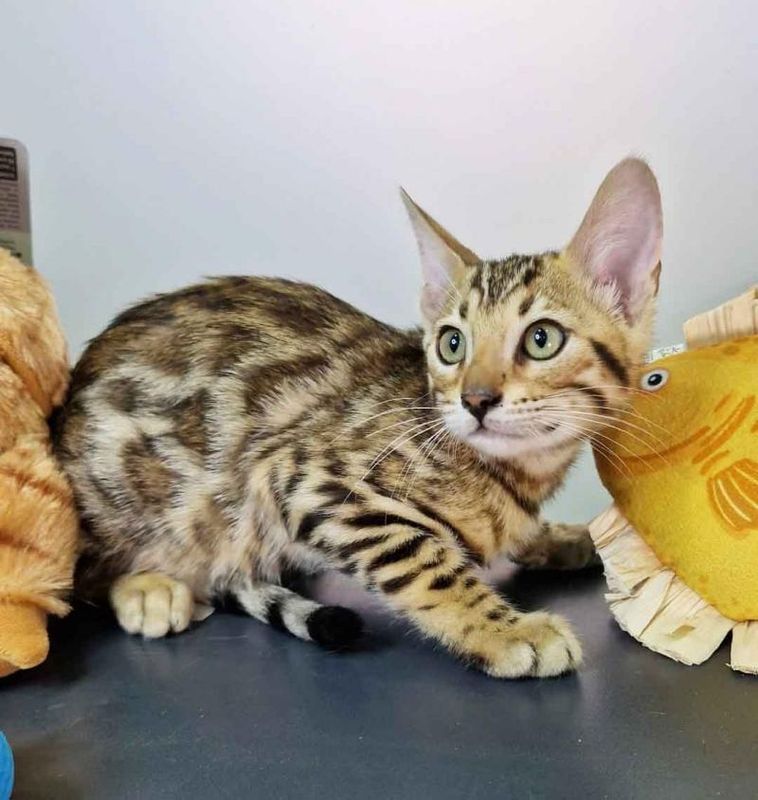 Belta - Female Bengal Kitten