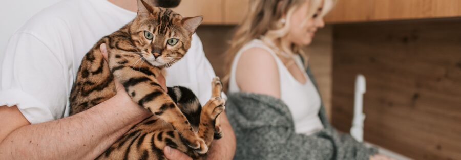 Bengal Cat Personality