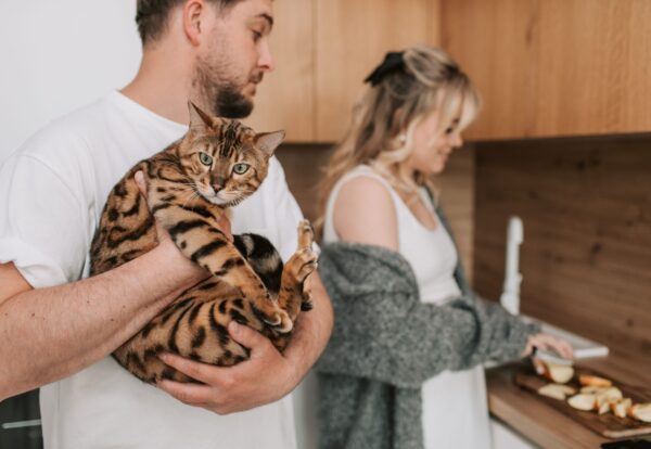 Bengal Cat Personality