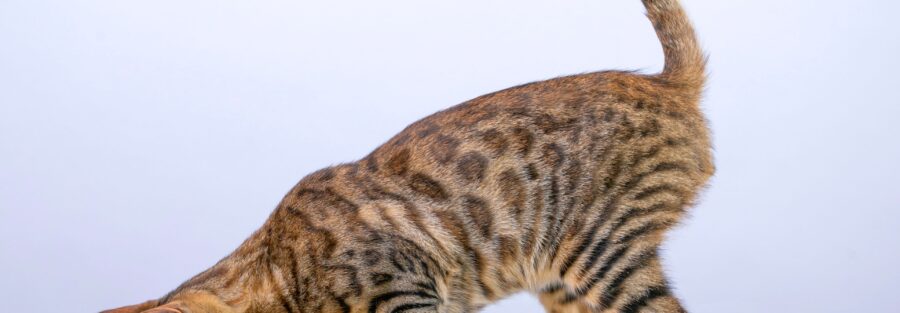 Bengal Cat Price, Bengal