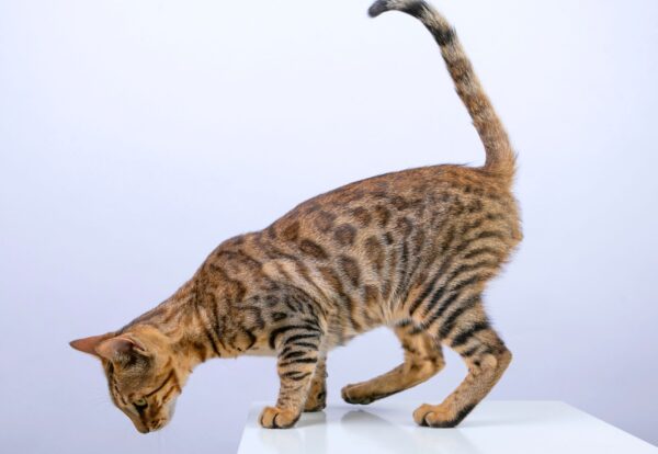 Bengal Cat Price, Bengal