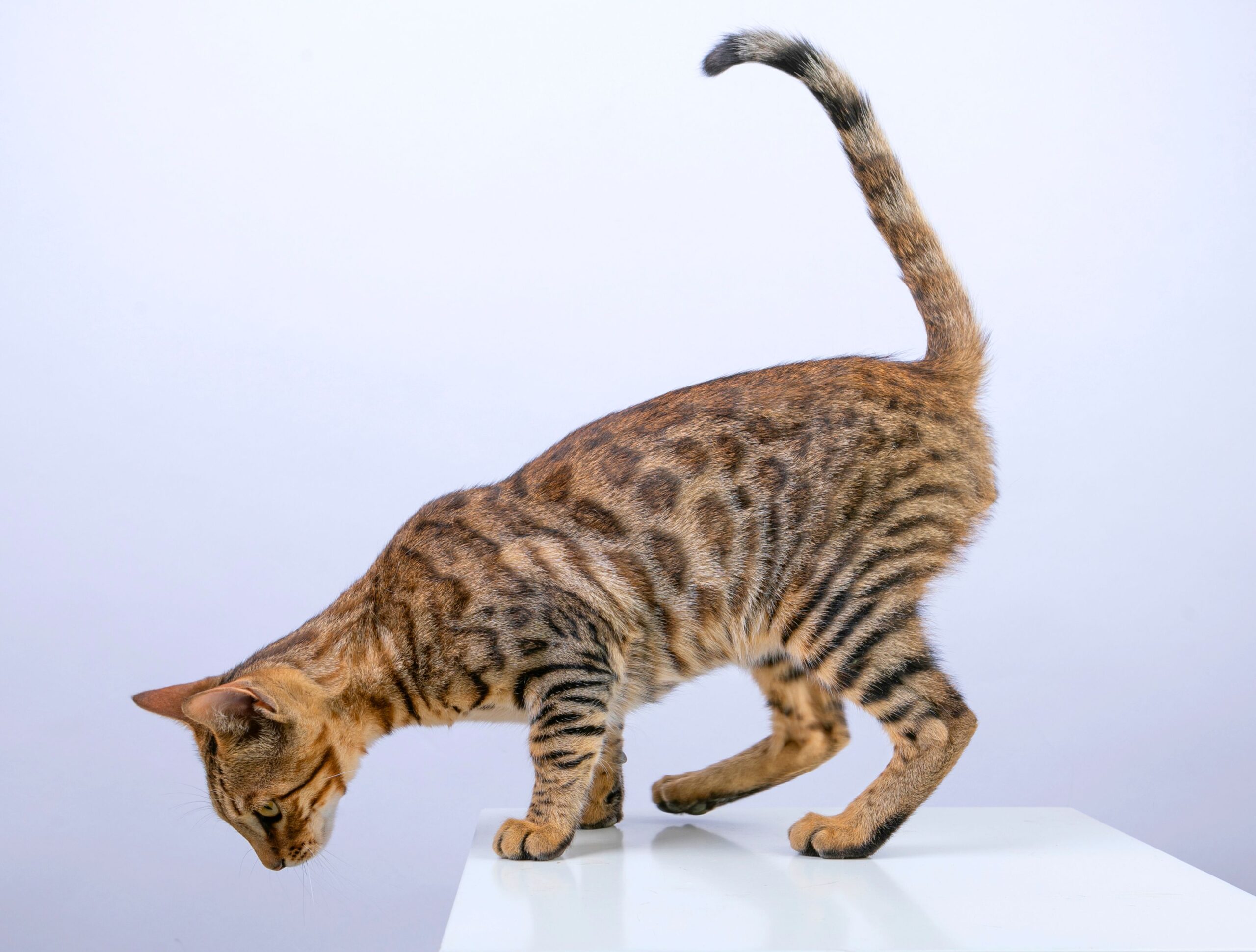 Bengal Cat Price, Bengal