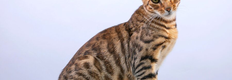 Bengal Cat Size