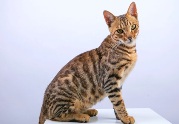 Bengal Cat Size