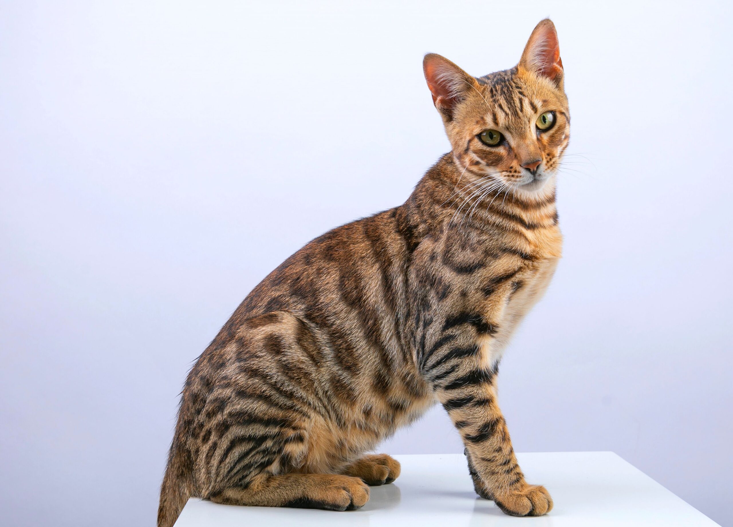 Bengal Cat Size