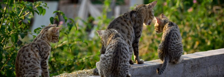 Bengal Cats and Kittens for Sale
