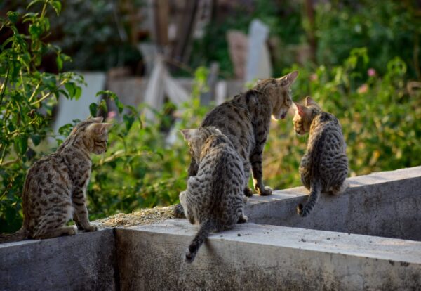 Bengal Cats and Kittens for Sale
