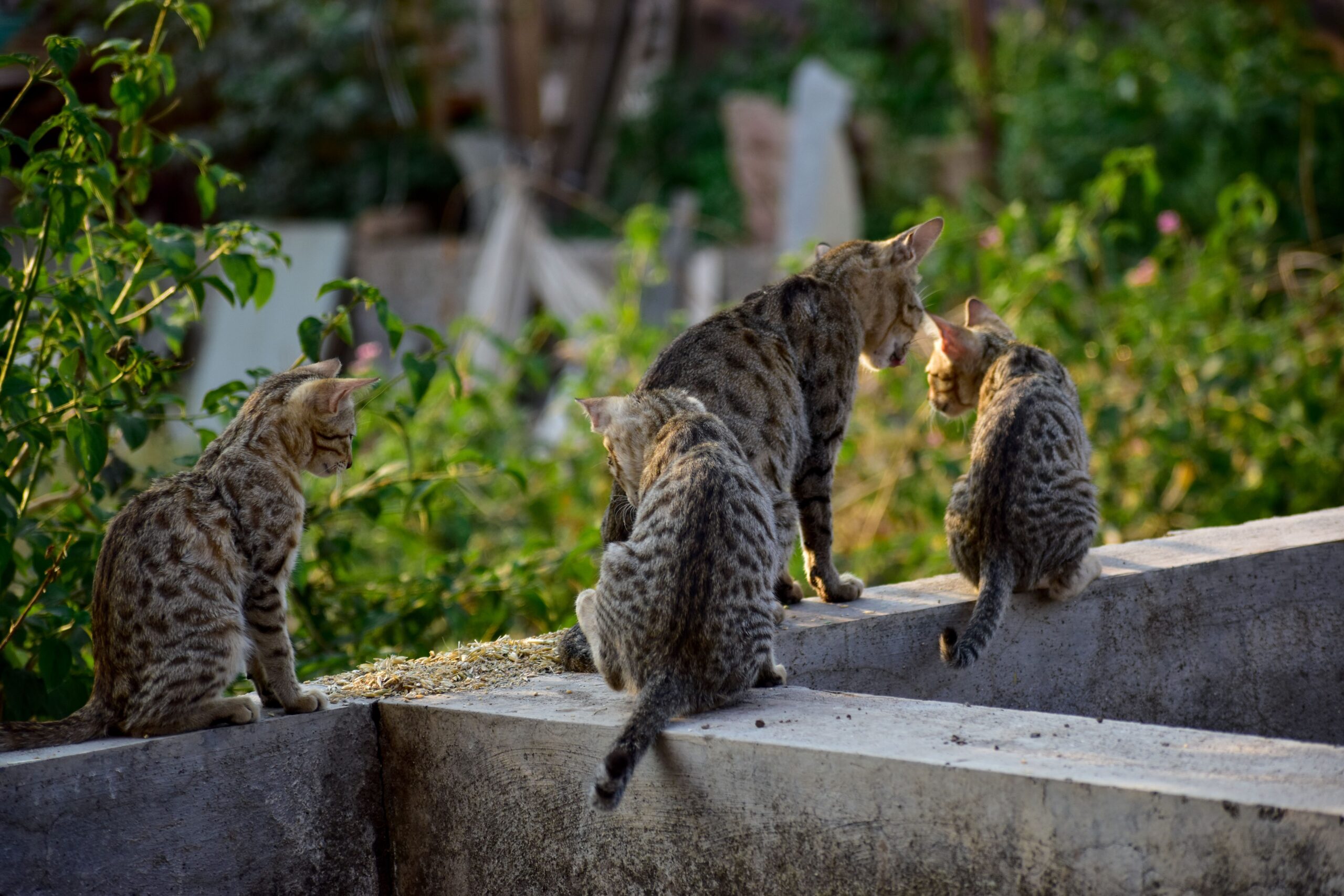 Bengal Cats and Kittens for Sale