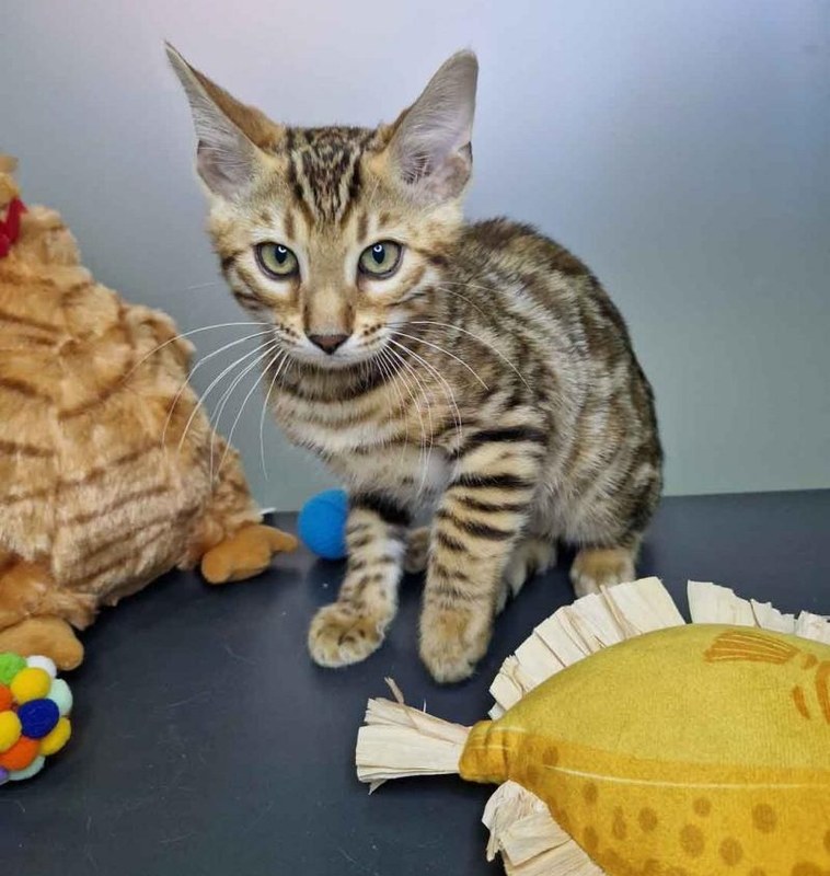 Booman - Male Bengal Kitten