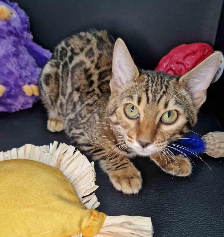 Cendy - Female Bengal Kitten