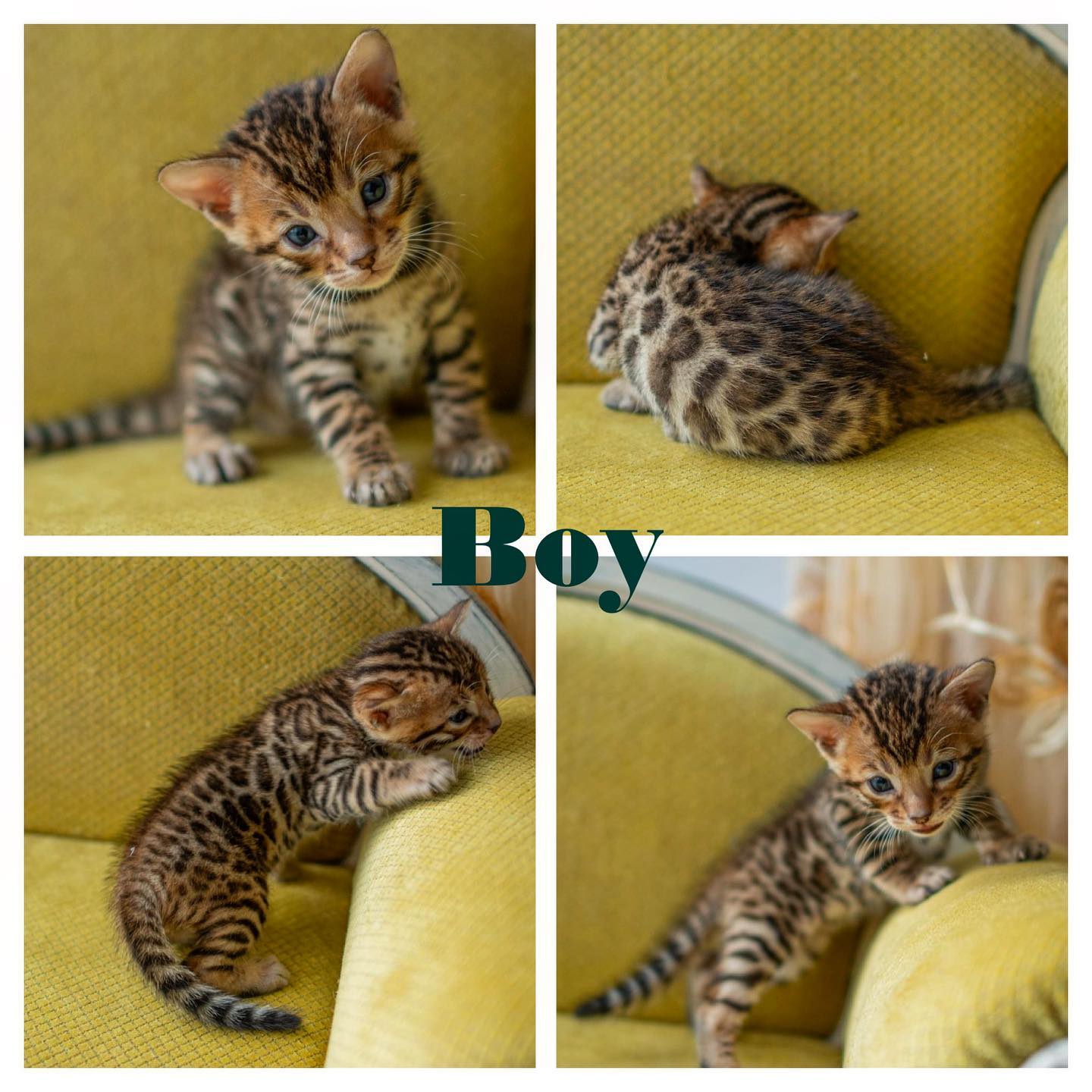 Chaze - F3 Bengal Parent