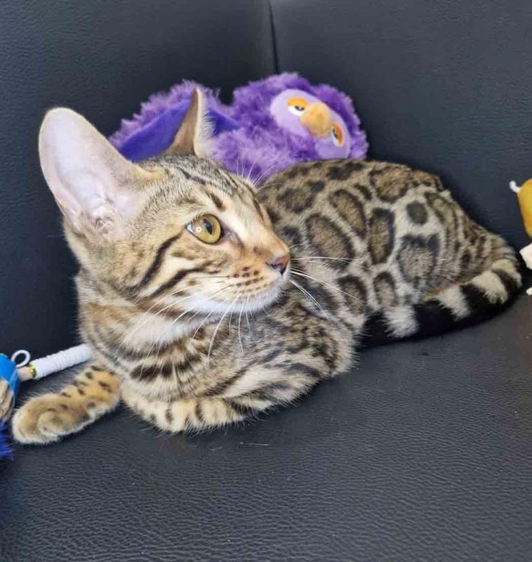 Cheechy - Female Bengal Kitten