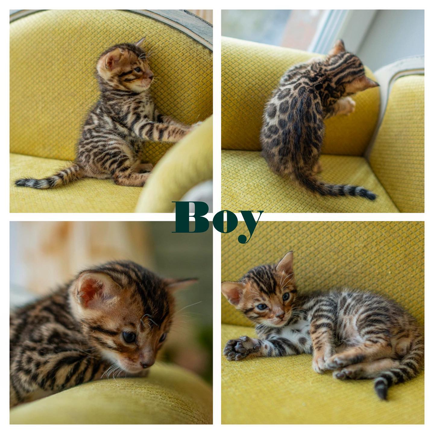 Loki - F3 Bengal Parent