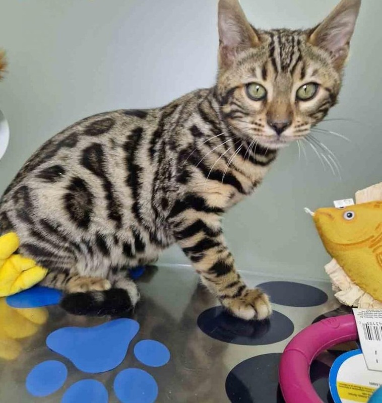 Lucky - Male Bengal Kitten