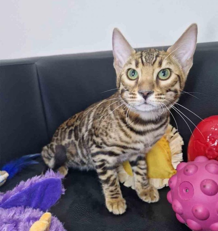 Mane - Male Bengal Kitten