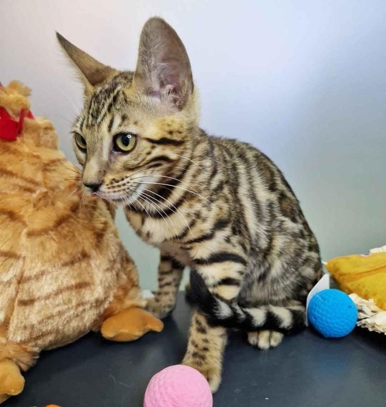 Micca - Female Bengal Kitten