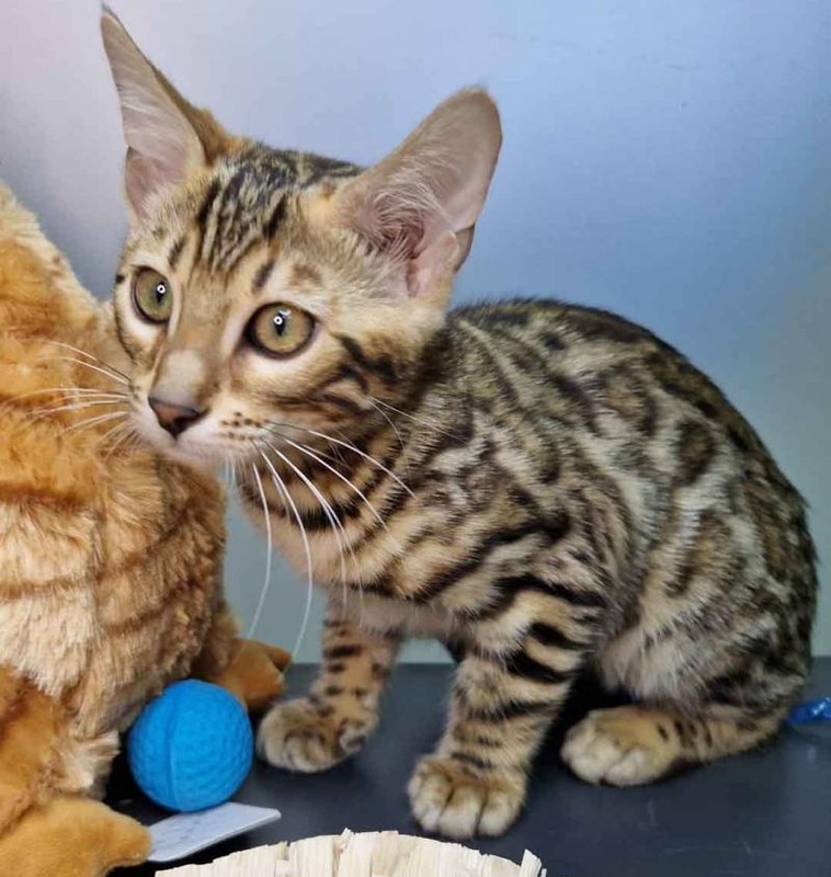 Millo - Male Bengal Kitten