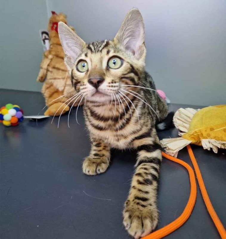 Prima - Female Bengal Kitten