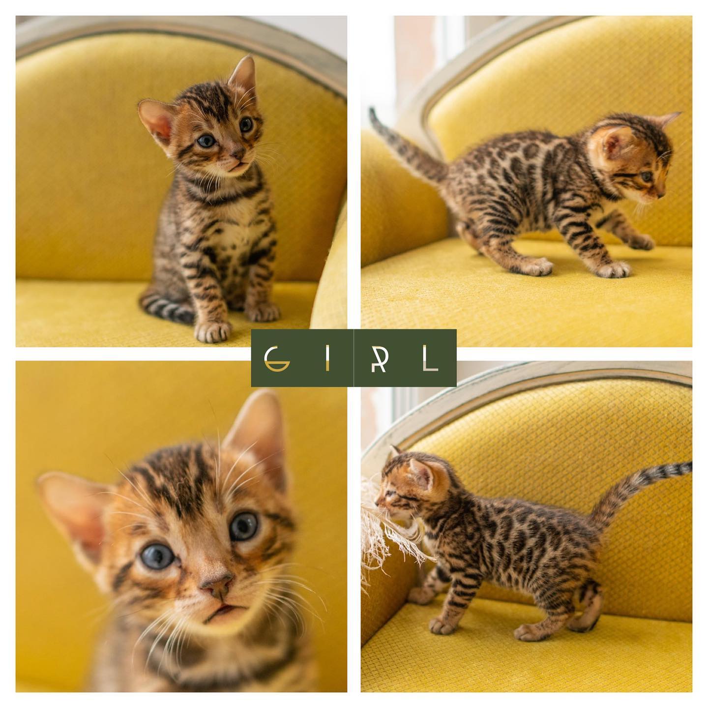 Zelda - F3 Bengal Parent