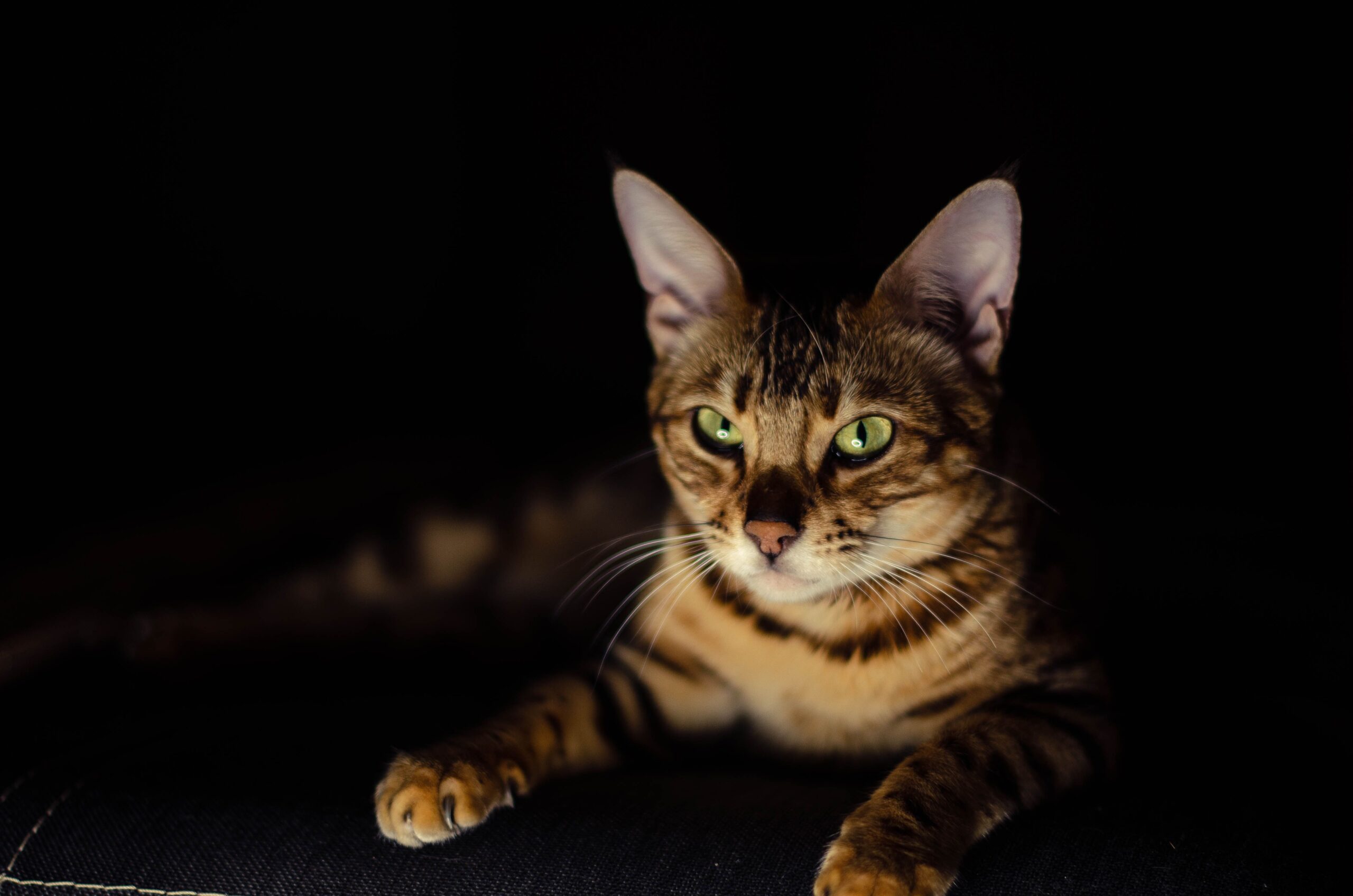 Wildmark Whisks Bengal Kitten