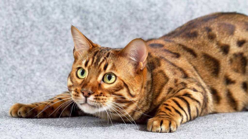 Healthy Bengal cat