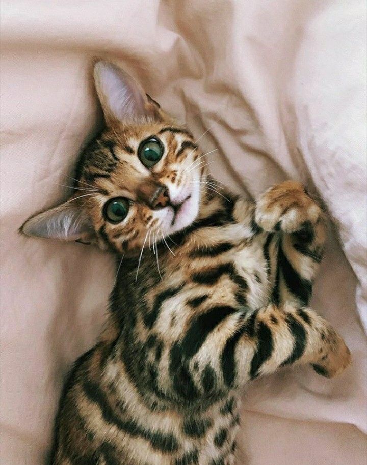 Beautiful Bengal kitten
