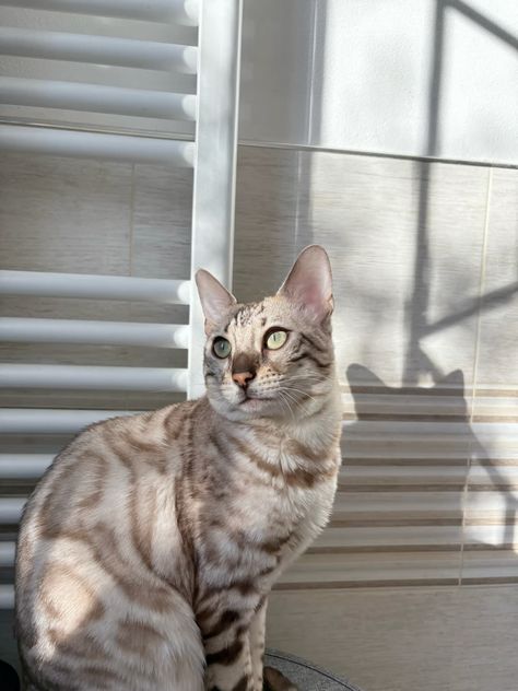 Bengal kitten with a unique personality